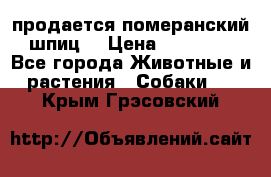 продается померанский шпиц  › Цена ­ 35 000 - Все города Животные и растения » Собаки   . Крым,Грэсовский